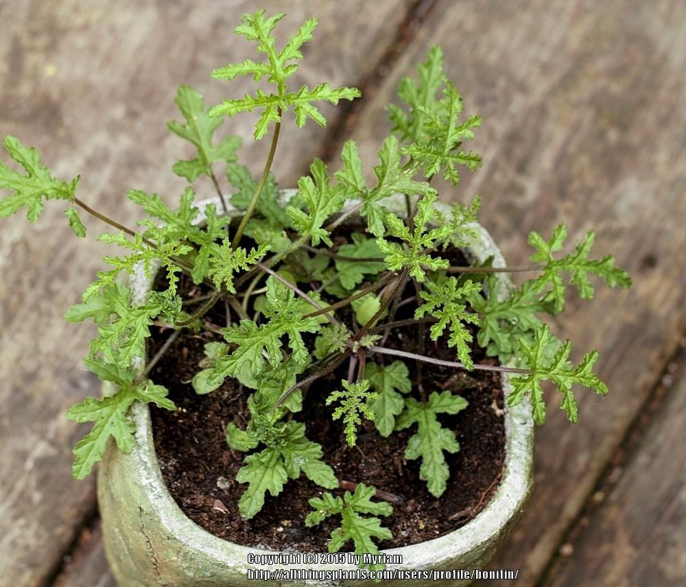 Photo of the seedling or young plant of Skeleton Rose Scented Geranium
