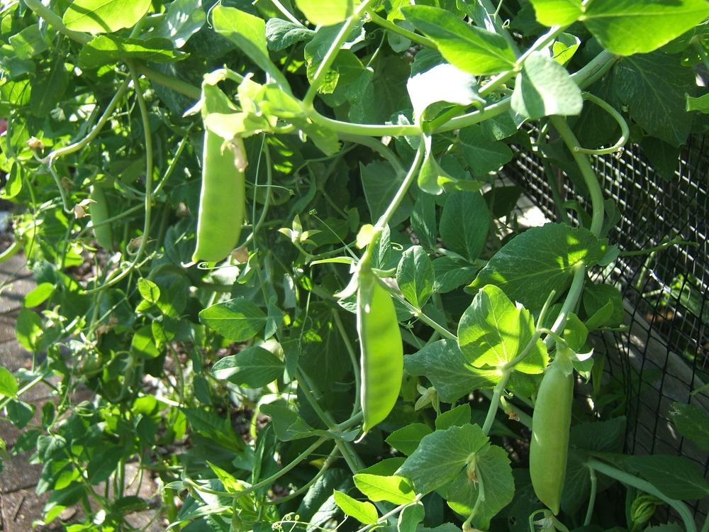 Snap Pea (Pisum sativum var. macrocarpon 'Super Sugar Snap')