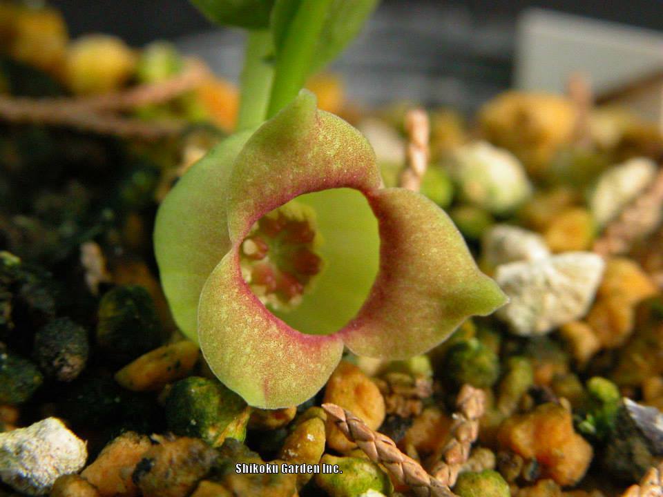 Wild Ginger (Asarum sieboldii 'Lipsticks') in the Wild Gingers Database