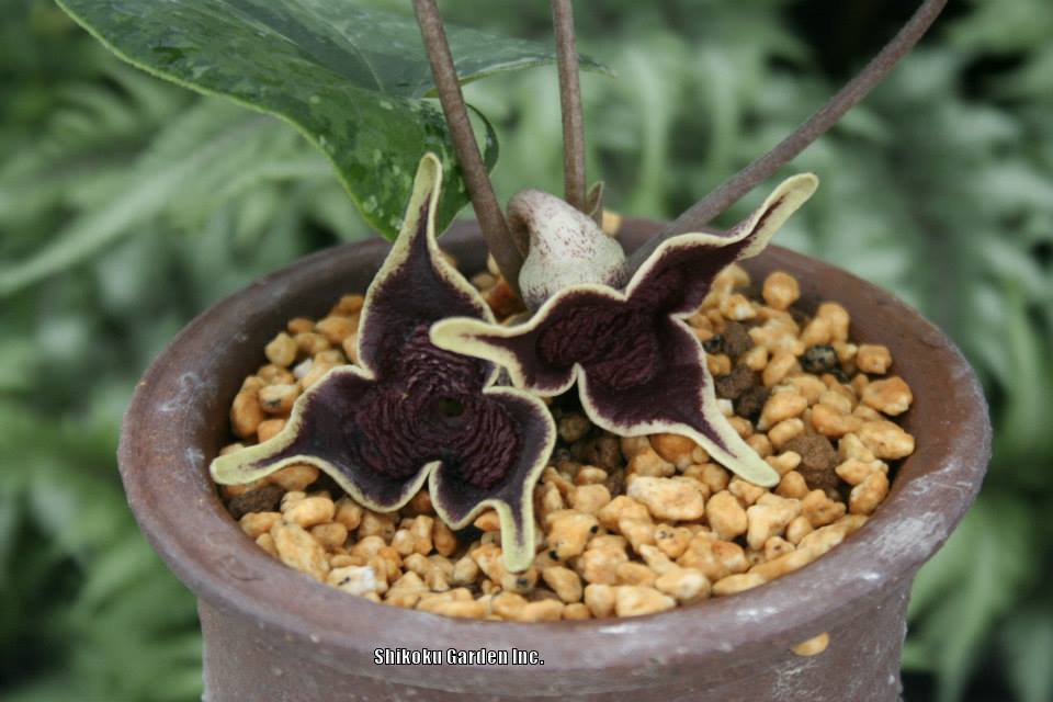 Wild Ginger (Asarum sakawanum 'Baiben') in the Wild Gingers Database