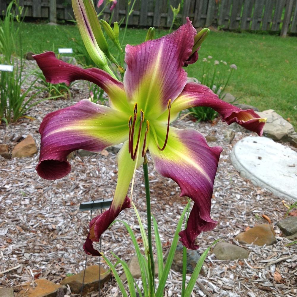 Photo of the bloom of Daylily (Hemerocallis 'Garden Butterfly') posted