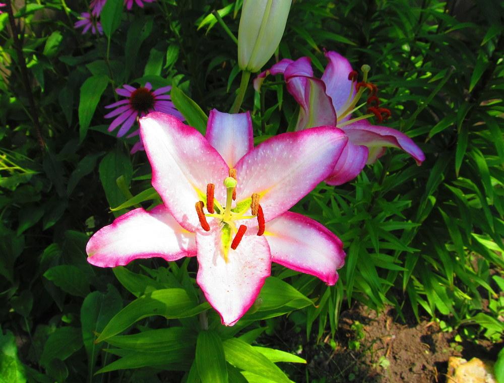 Photo of the bloom of Lily (Lilium 'Hotline') posted by jmorth