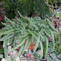 Photo of the entire plant of Dog-Tail Cactus (Deamia testudo) posted by ...