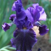 Tall Bearded Iris (Iris 'Into the Night') in the Irises Database