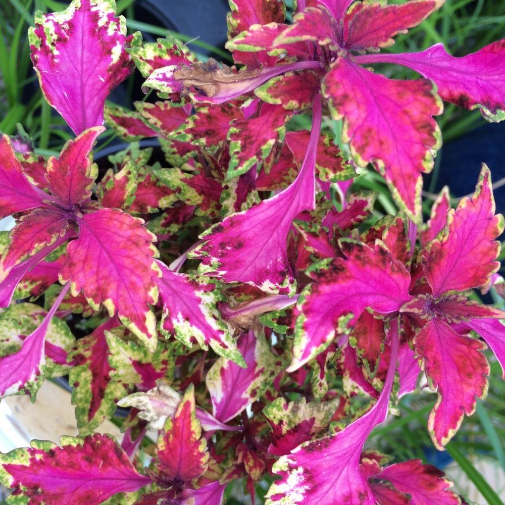 Coleus (Coleus scutellarioides ‘Carnival’) in the Coleus Database