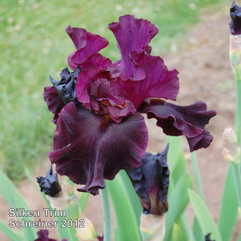 Photo of the bloom of Tall Bearded Iris (Iris 'Silken Trim') posted by