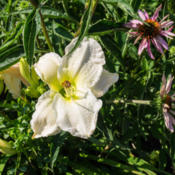 Location: Clinton, Michigan 49236Date: 2015-07-11"Hemerocallis 'Gentle Shepherd', 2015, Near White Dayli