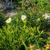 Location: Clinton, Michigan 49236Date: 2015-07-11"Hemerocallis 'Gentle Shepherd', 2015, Near White Dayli