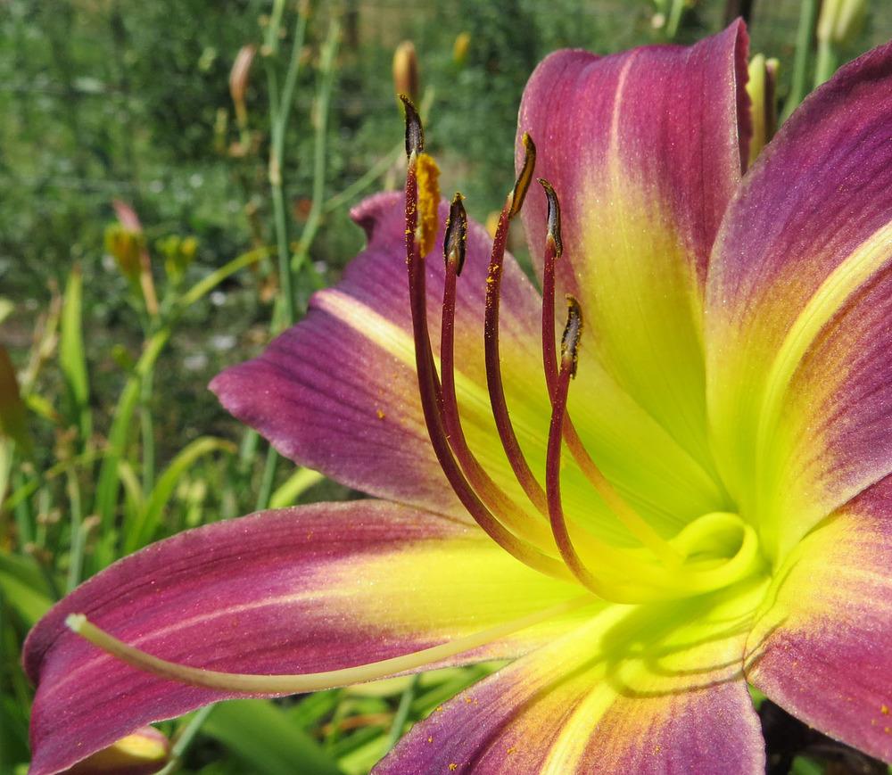 Photo of the stamens, filaments and pistils of Daylily (Hemerocallis