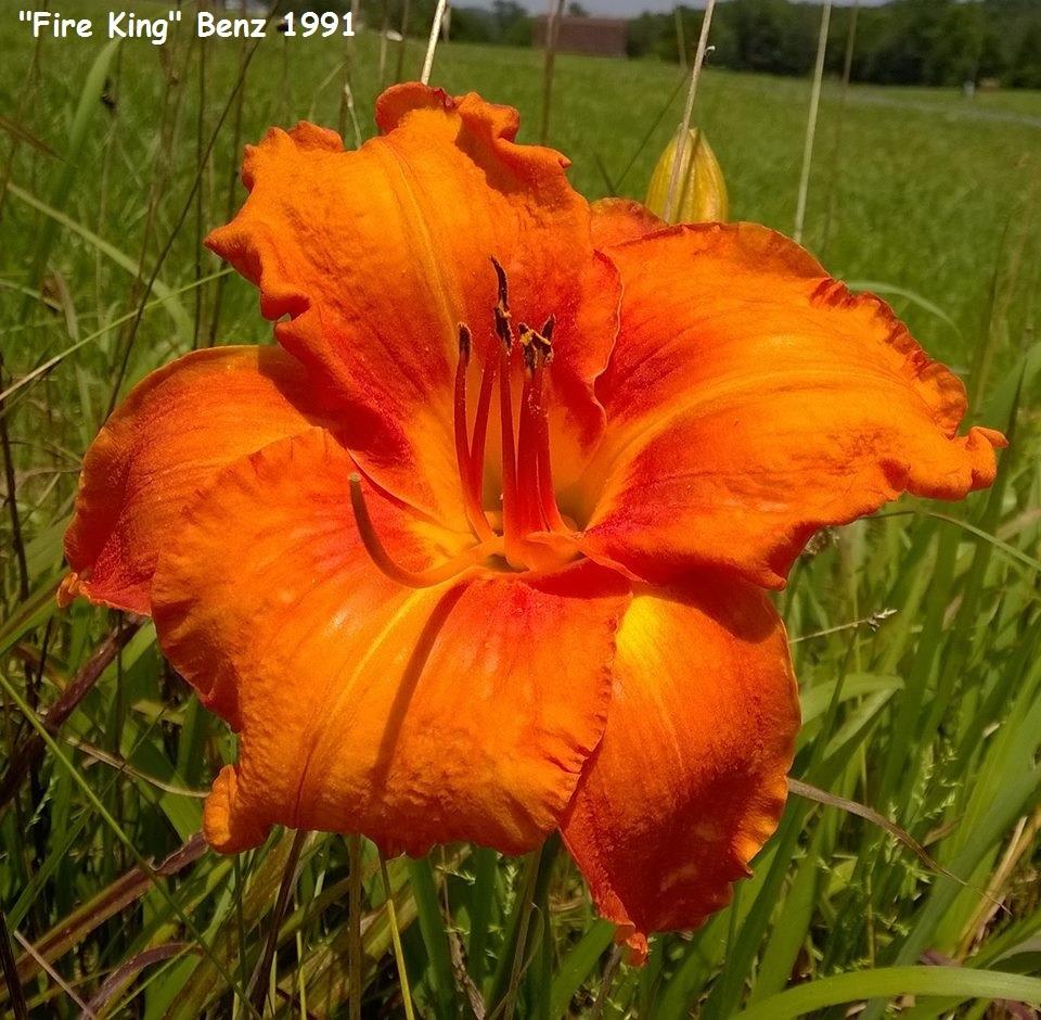 Daylily (Hemerocallis 'Fire King') in the Daylilies Database
