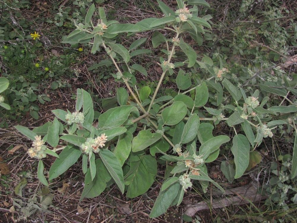 Woolly Croton (Croton lindheimeri)