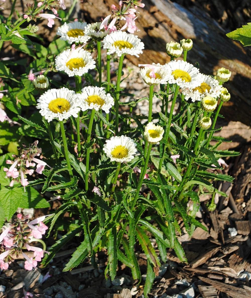 Photo of the entire plant of Shasta Daisy (Leucanthemum 'Real Neat