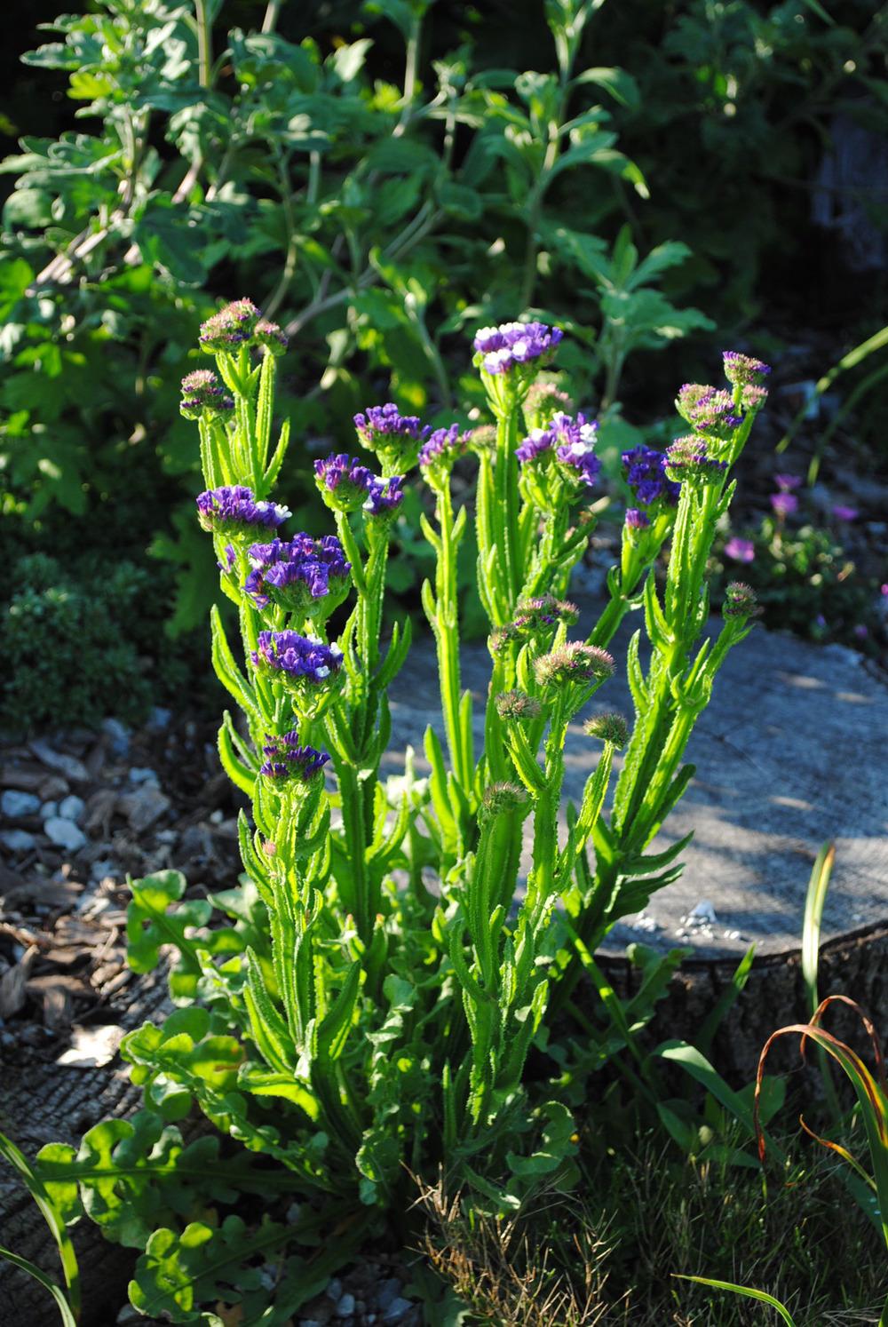 Photo of the entire plant of Statice (Limonium sinuatum) posted by