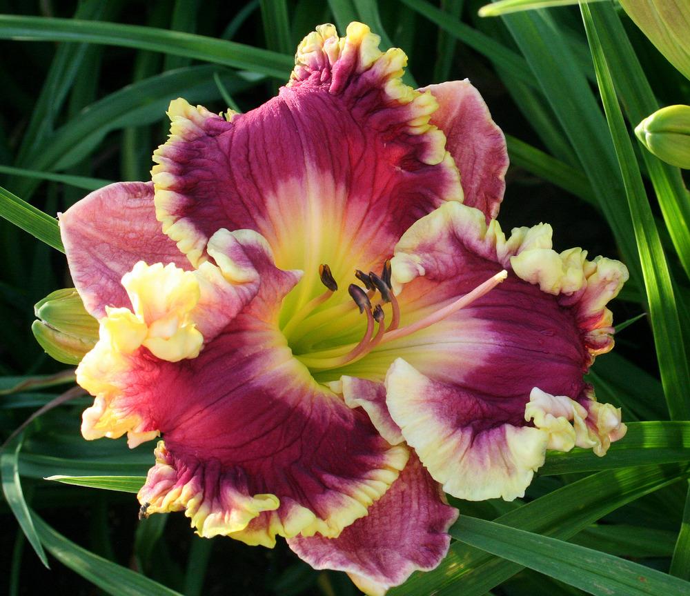 Photo of the bloom of Daylily (Hemerocallis 'Linda Bell') posted by