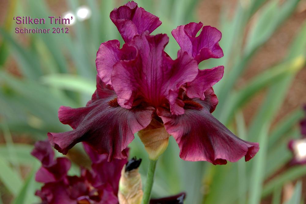 Photo of the bloom of Tall Bearded Iris (Iris 'Silken Trim') posted by