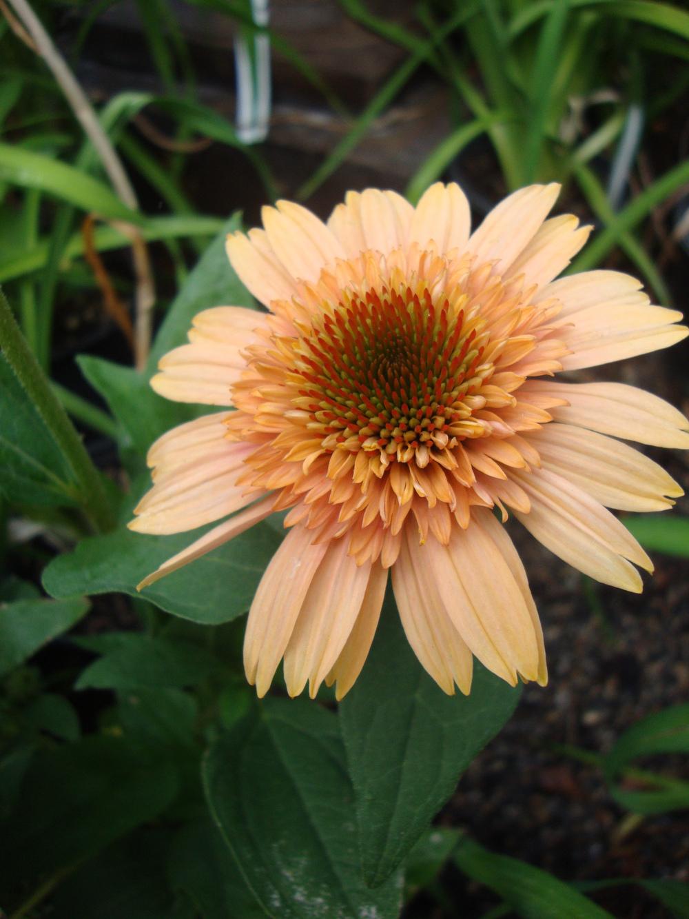 Photo of the bloom of Coneflower (Echinacea Supreme™ Cantaloupe) posted