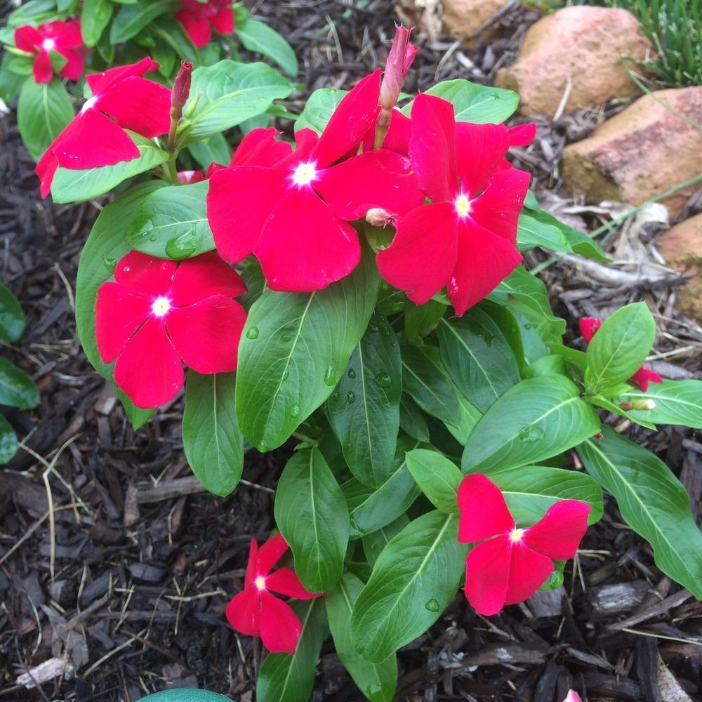 Vinca (Catharanthus roseus 'Pacifica Really Red')