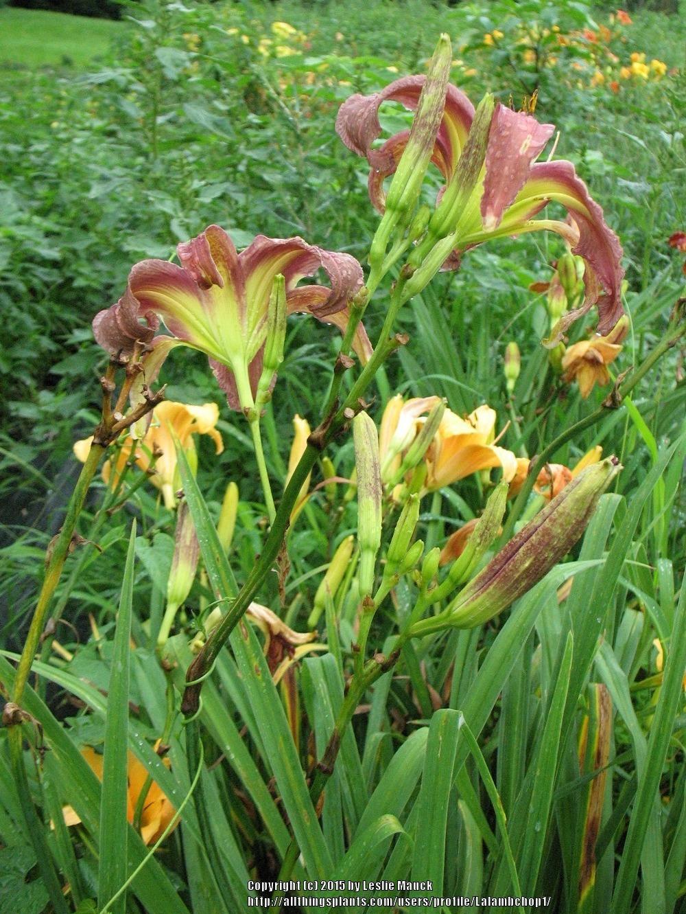 Photo of the stem, scape, stalk or bark of Daylily (Hemerocallis