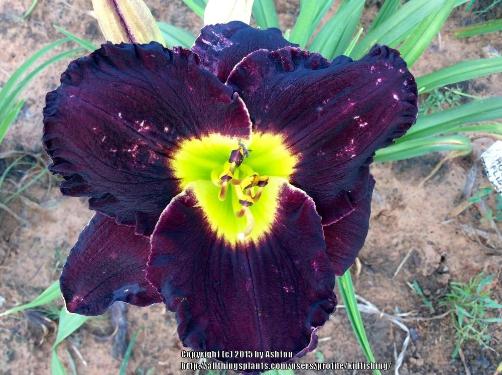 Photo of the bloom of Daylily (Hemerocallis 'Paint It Black') posted by kidfishing