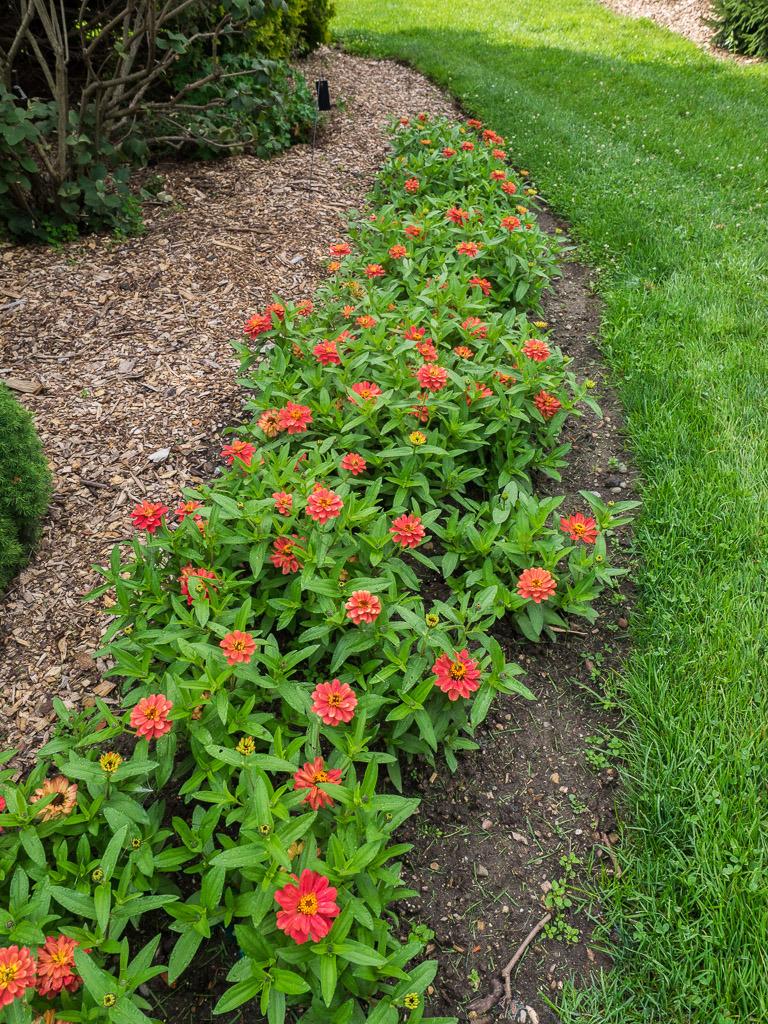 Photo of the entire plant of Zinnia 'Profusion Double Deep Salmon