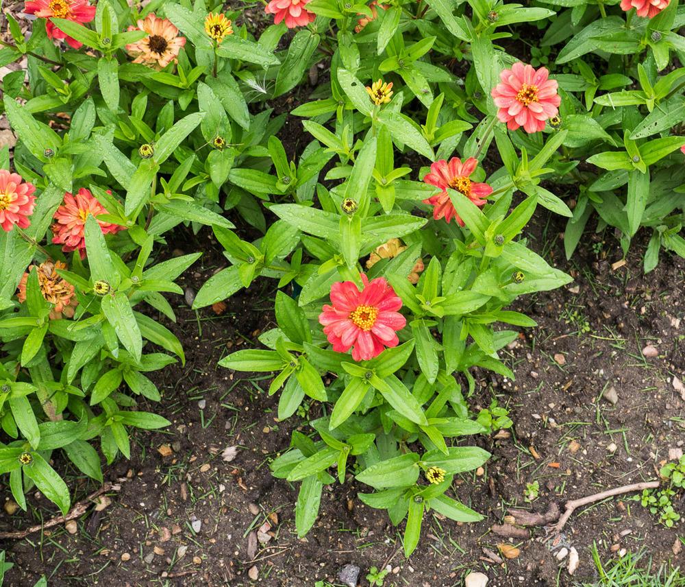 Photo of the entire plant of Zinnia 'Profusion Double Deep Salmon