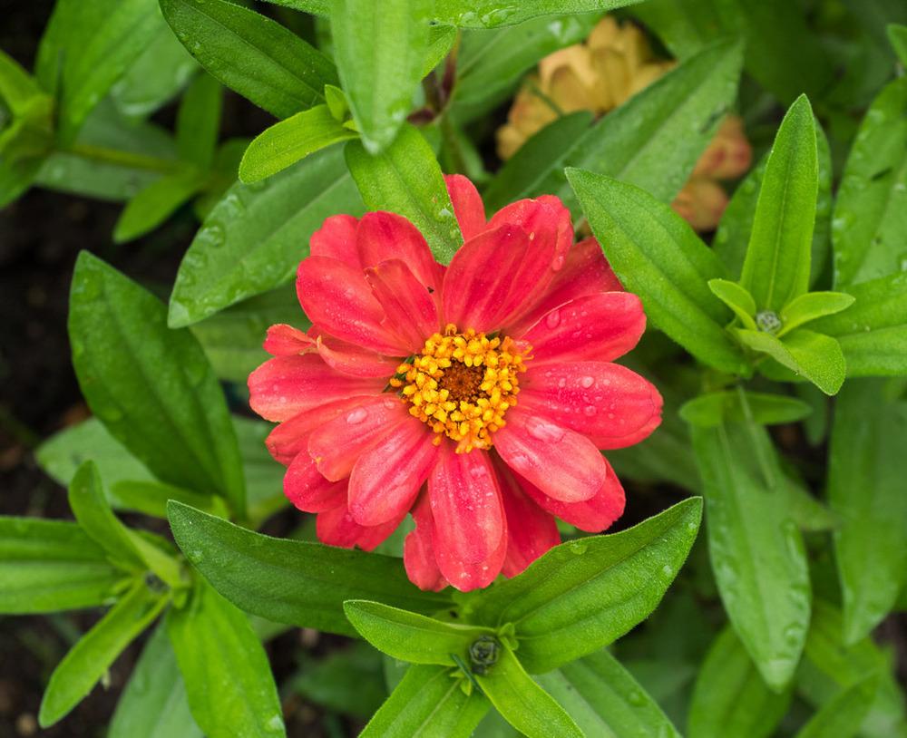 Photo of the bloom of Zinnia 'Profusion Double Deep Salmon' posted by