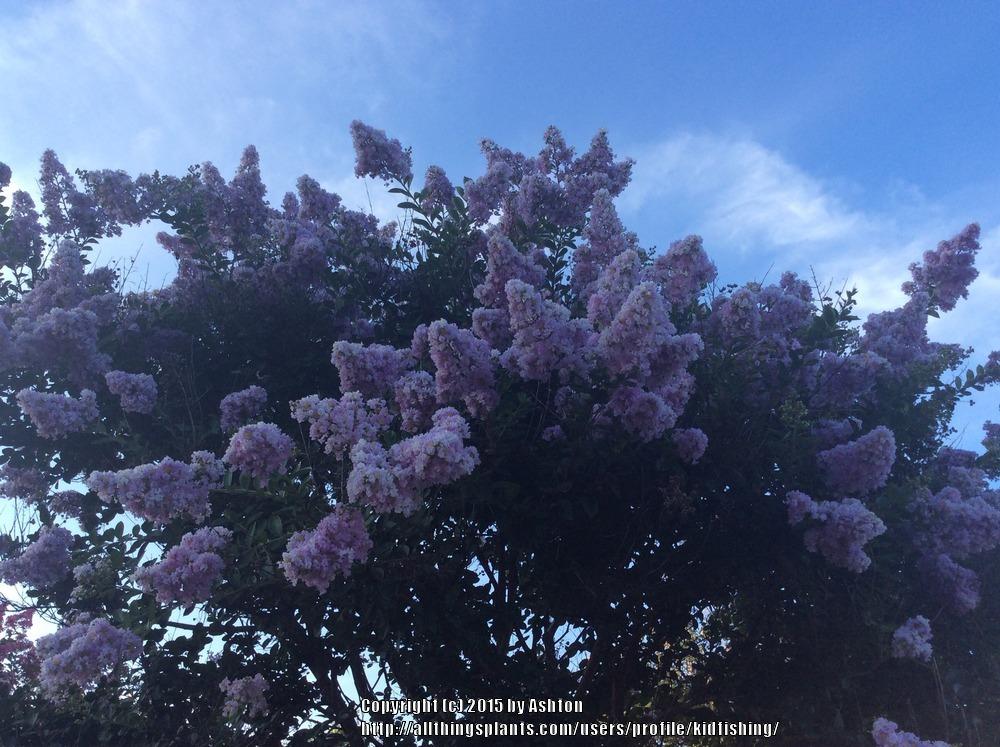 Crape Myrtle (Lagerstroemia 'Yuma') in the Crepe Myrtles Database