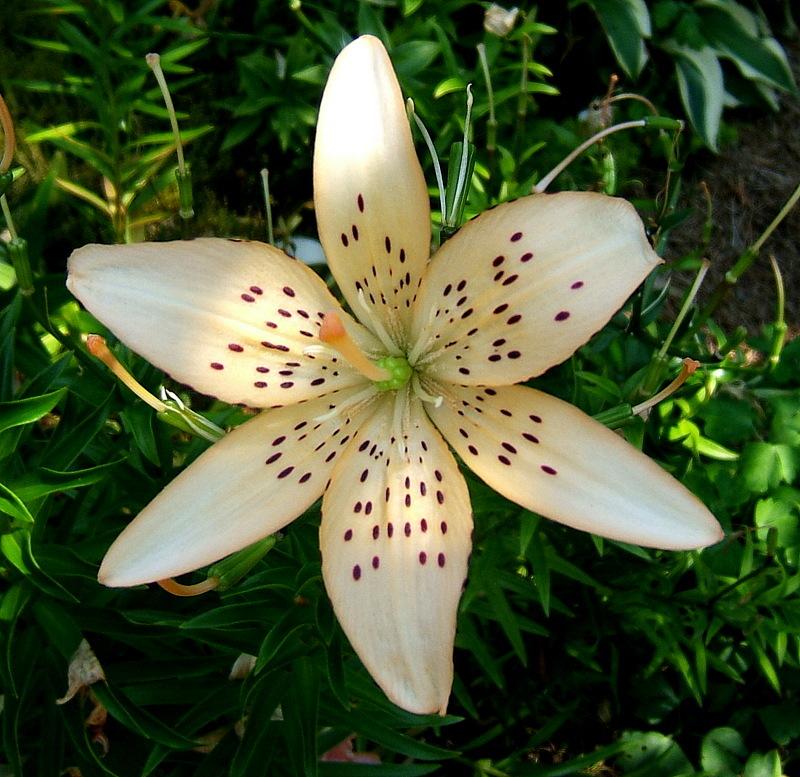 Lily (Lilium 'Easy Life') in the Lilies Database