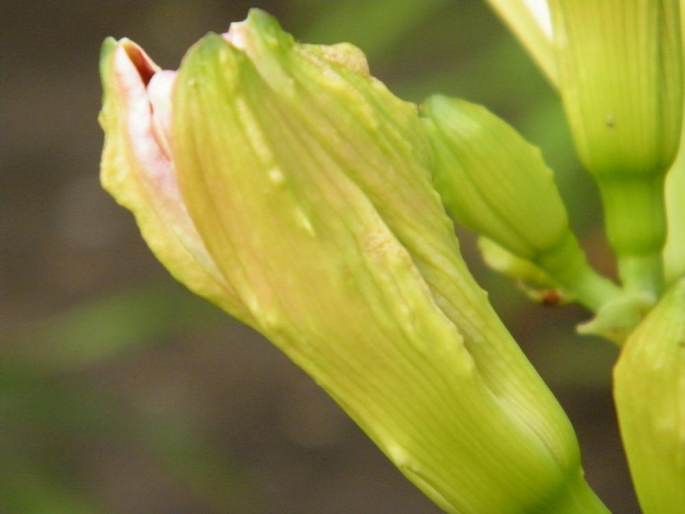 What are these bumps on dl buds? in the Daylilies forum
