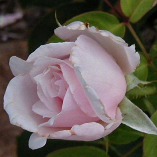 Rose (Rosa 'Sweet Afton') in the Roses Database