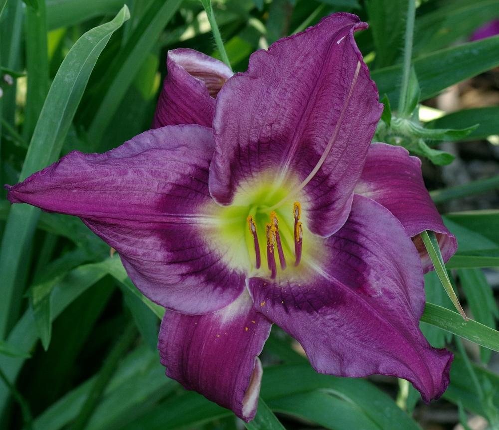 Daylily (Hemerocallis 'Dream Blue') in the Daylilies Database