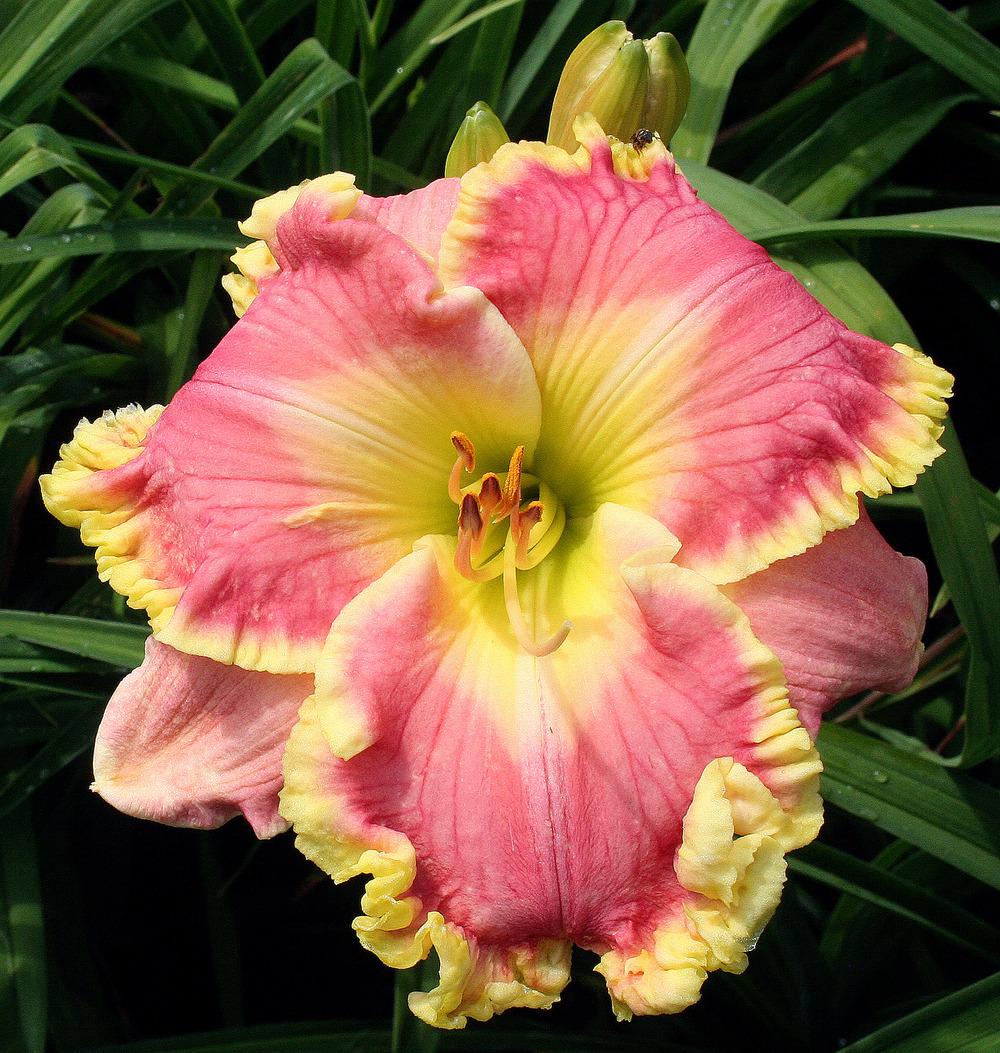 Daylily (Hemerocallis 'Vivacious Spirit') in the Daylilies Database