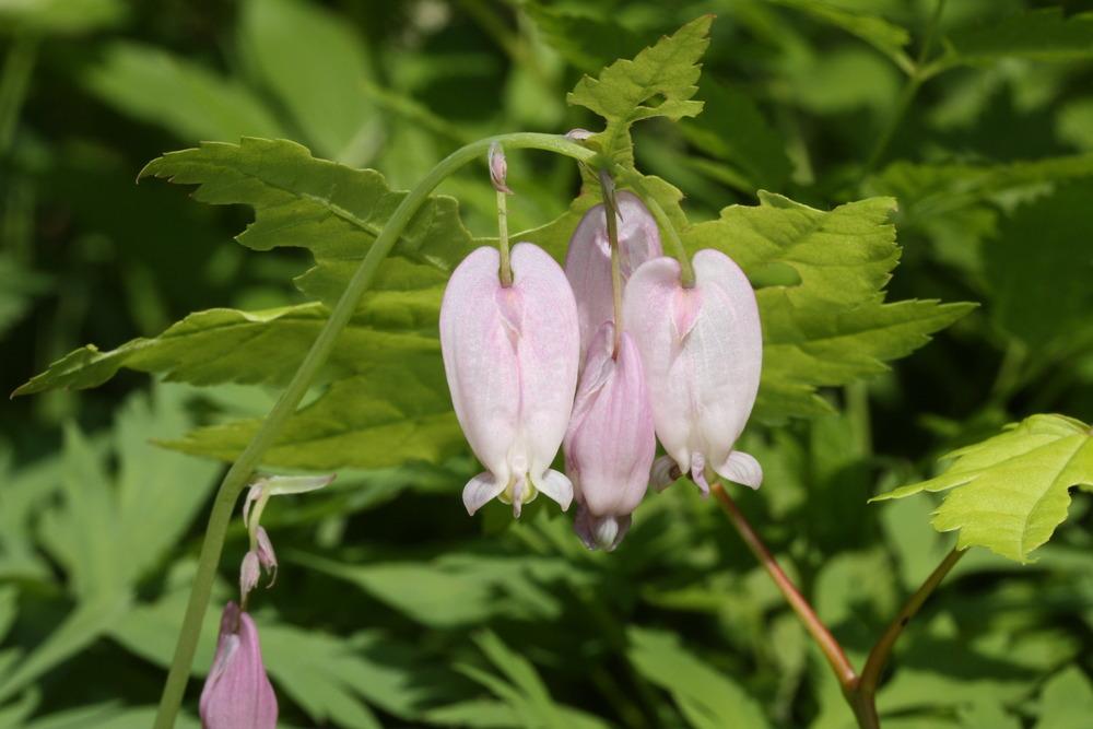 Pacific Bleeding Heart (Dicentra formosa subsp. formosa) in the
