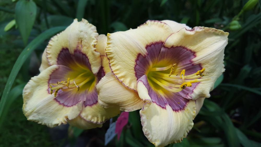 Daylily (Hemerocallis 'Persistent Butterfly') in the Daylilies Database