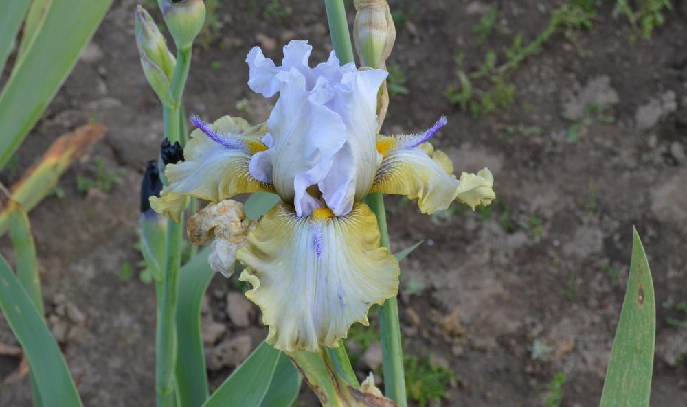 Tall Bearded Iris (Iris 'Angler Fish') in the Irises Database
