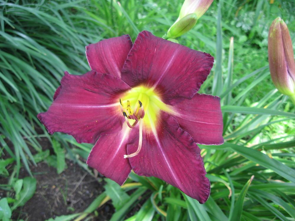 Daylily (Hemerocallis 'King Royale') in the Daylilies Database