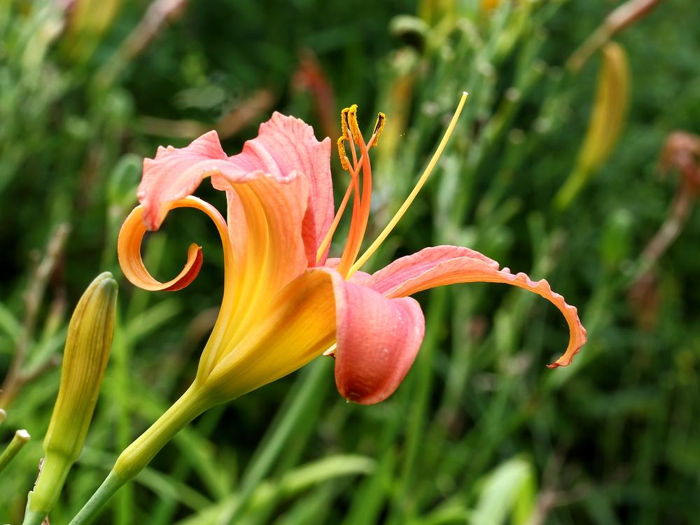 Daylily (Hemerocallis 'Pink Damask') in the Daylilies Database