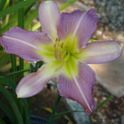 Location: My garden in Bakersfield, CADate: 2015-05-30