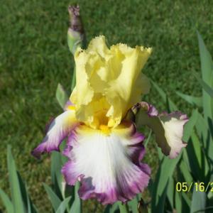 Tall Bearded Iris (Iris 'Kiss of Kisses') in the Irises Database