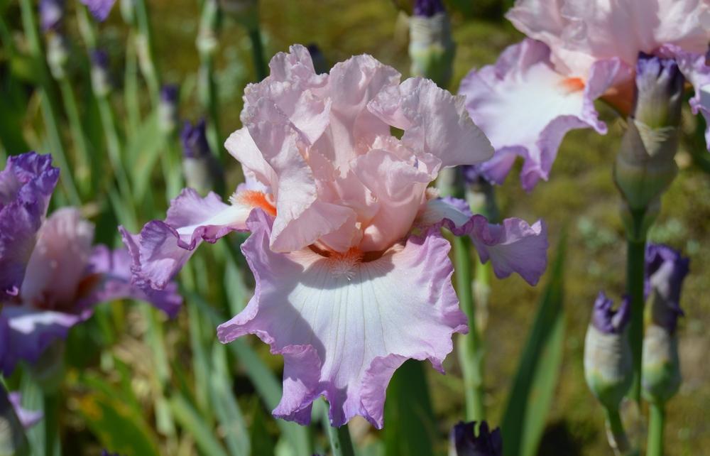 Photo of the bloom of Tall Bearded Iris (Iris 'Blowing Kisses') posted