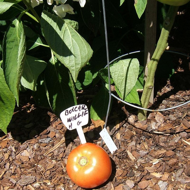 Tomato (Solanum lycopersicum 'Box Car Willie') in the Tomatoes Database