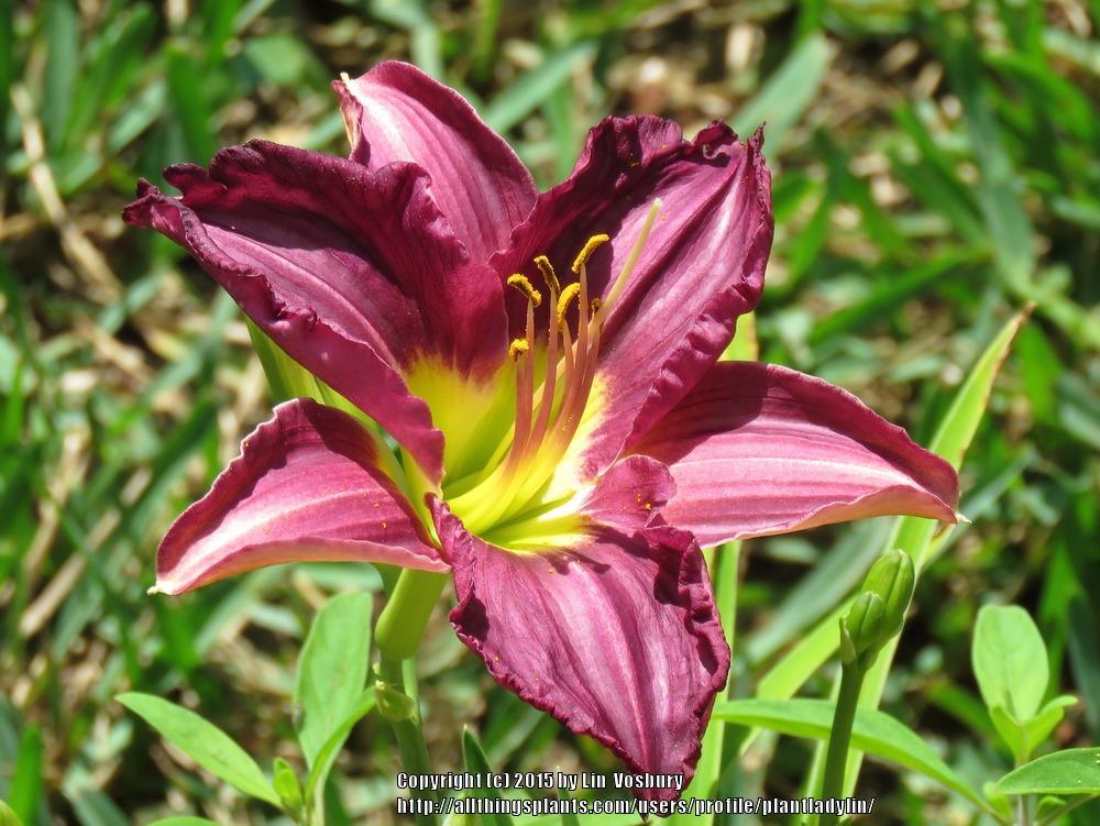 Photo of the bloom of Daylily (Hemerocallis 'Grape Ripples') posted by ...