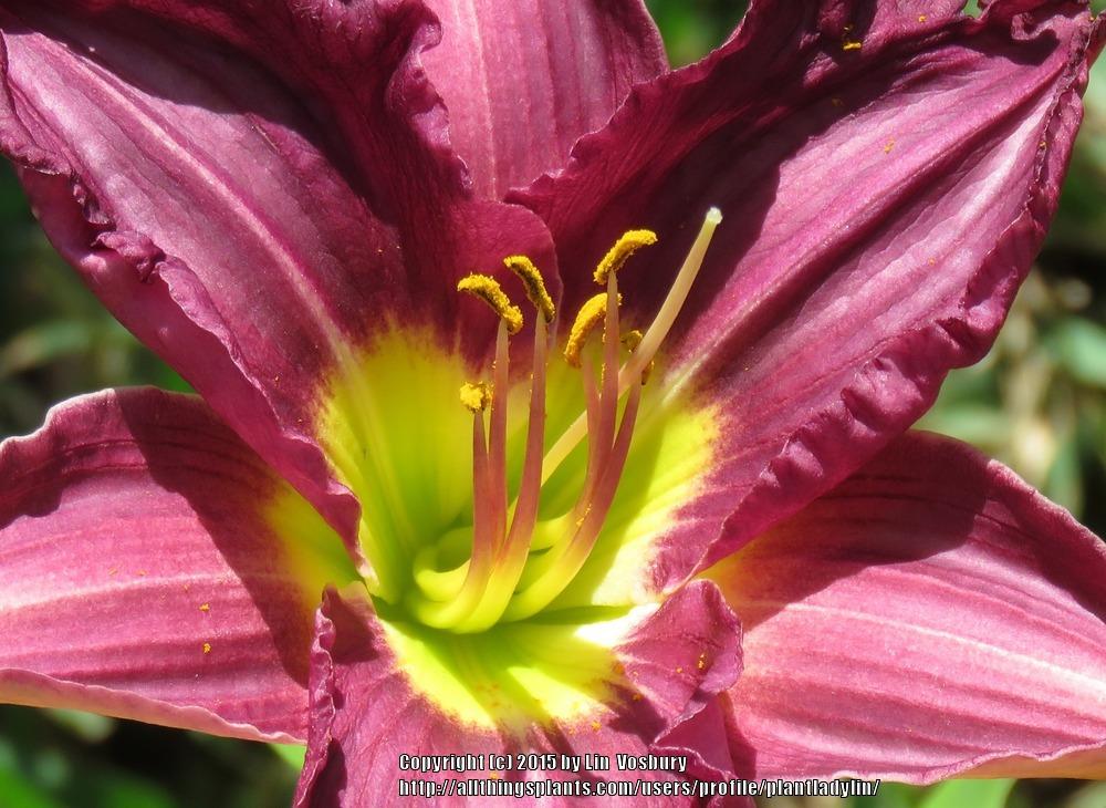Daylily (Hemerocallis 'Grape Ripples') in the Daylilies Database ...