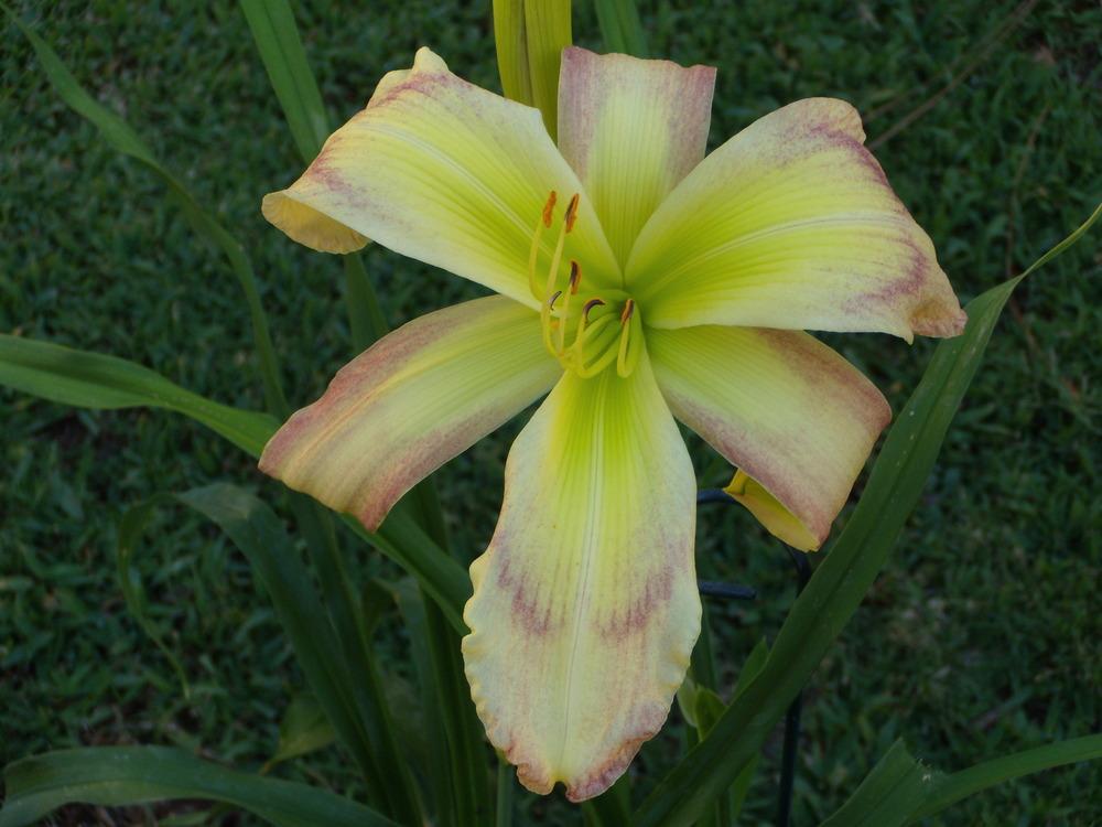 Photo of the bloom of Daylily (Hemerocallis 'Cabbage Butterfly') posted