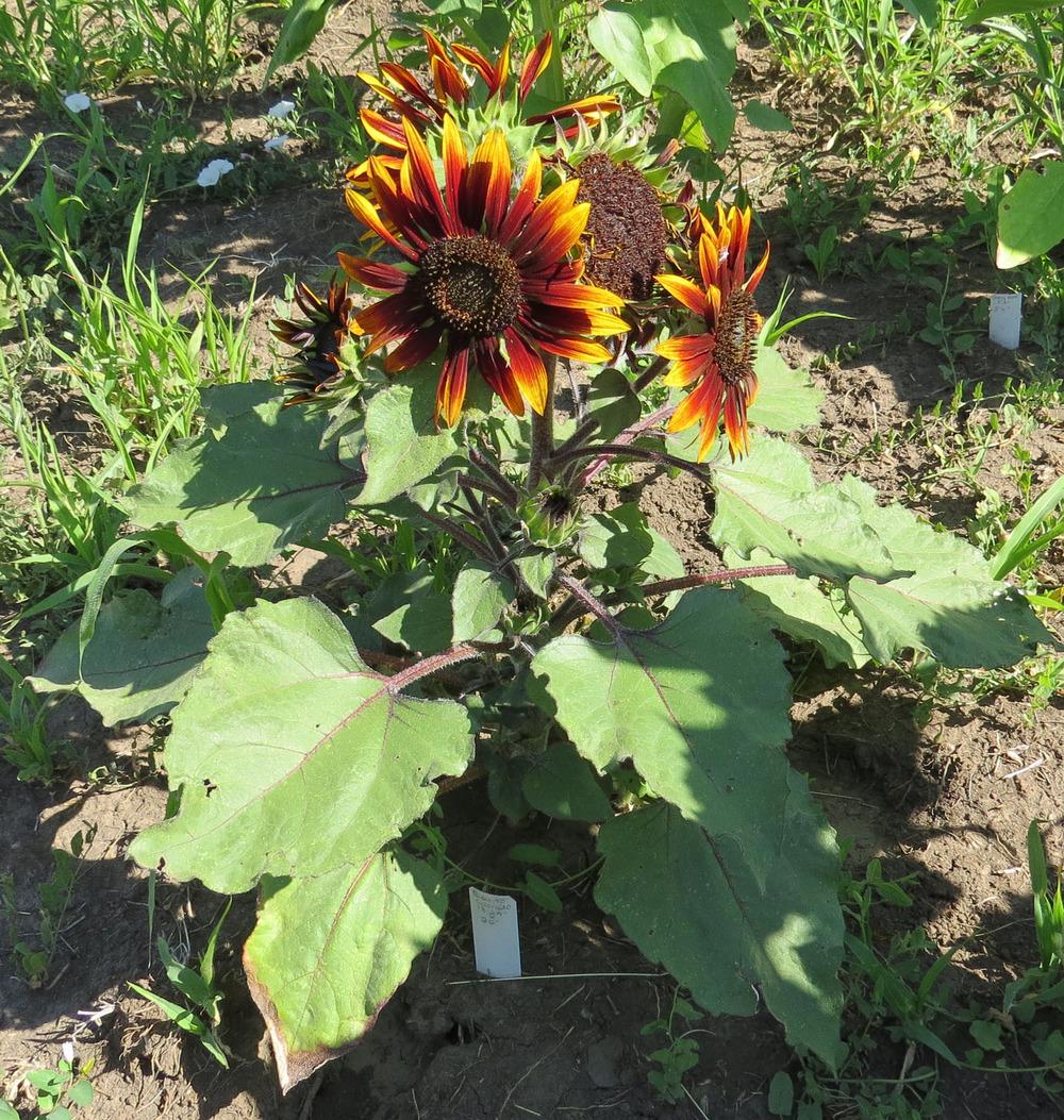Photo of the entire plant of Sunflower (Helianthus annuus 'Paquito