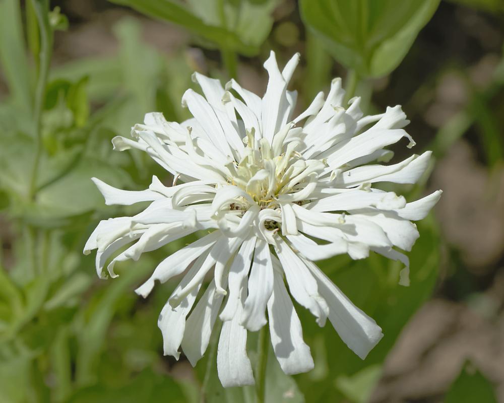 It can be fun to breed your own zinnias. in the Annuals forum