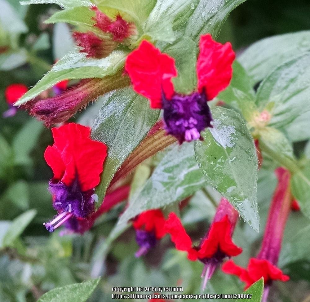 Photo of the bloom of Bat Face Cuphea (Cuphea 'Firecracker') posted by