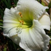 Location: SE MichiganDate: 2015-07-25Photo taken on a day with searing sun and 90+ heat. Gen