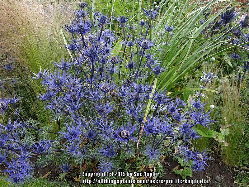 Photo of the entire plant of Sea Holly (Eryngium 'Lapis Blue') posted
