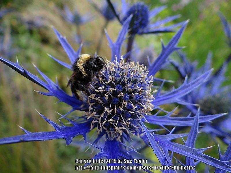 Sea holly (Eryngium 'Lapis Blue')